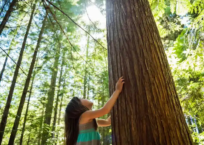 Petite fille touche le tronc et regarde la cime d'un arbre en forêt