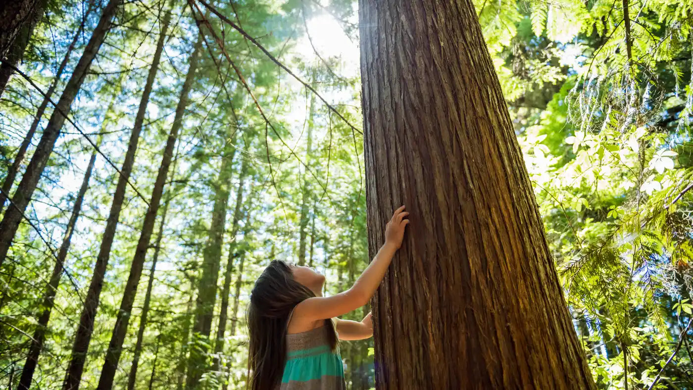 Enfant au pied d'un arbre en forêt